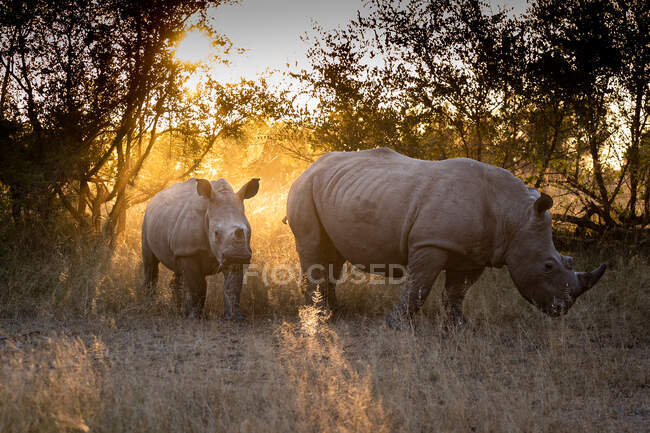 A mother white rhino and calf, Ceratotherium simum, stand together, backlit — Foto stock