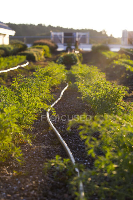 Vegetables growing on an organic farm. — Foto stock