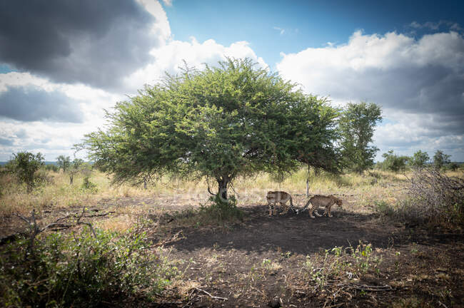 Two cheetah, Acinonyx jubatus, walk together under a tree — Stockfoto