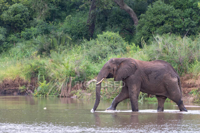 Слон локсодонта африканта перетинає річку. — стокове фото