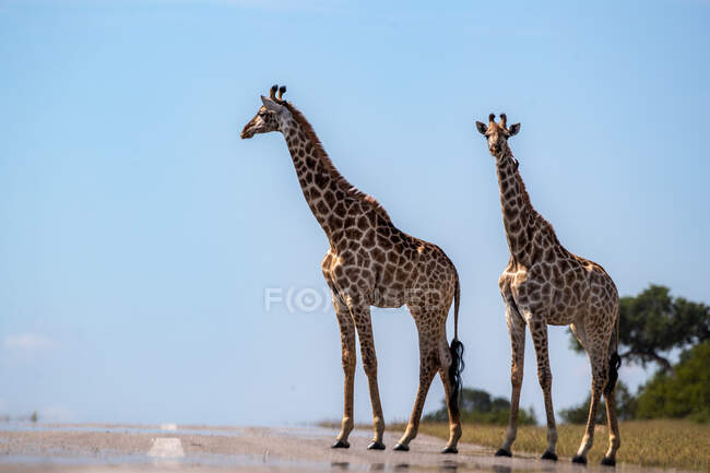 Two giraffe, Giraffa camelopardalis giraffa,walk across a road — Photo de stock