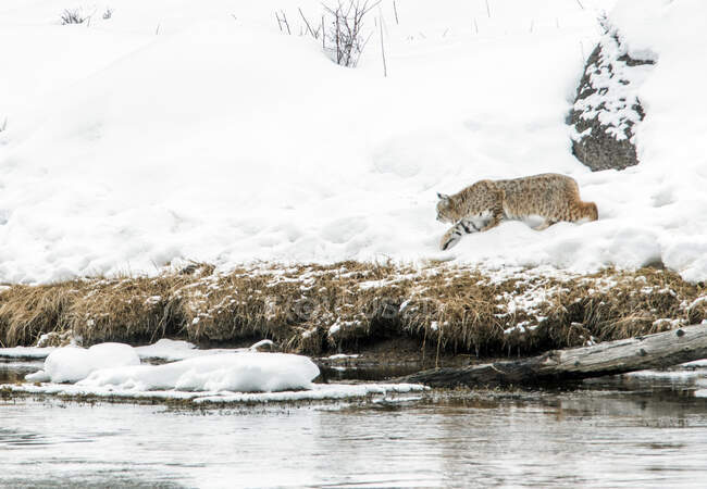 A lynx in snow on a riverbank in Yellowstone national park. — Foto stock