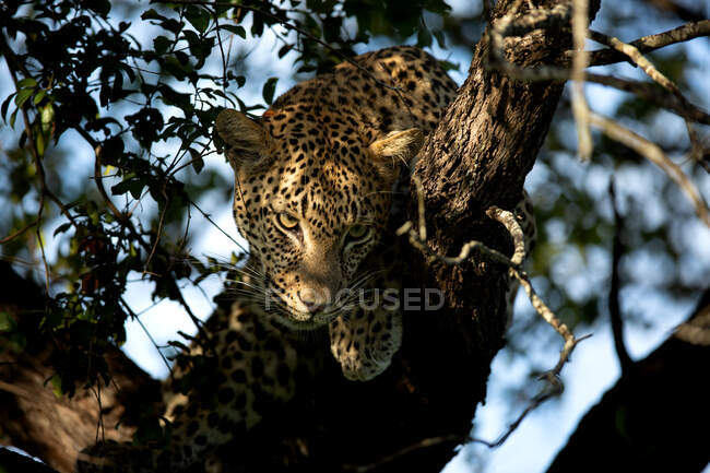 Un cachorro de leopardo, Panthera pardus, se equilibra en un árbol muerto - foto de stock