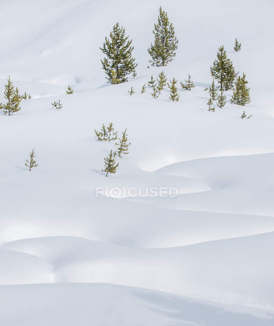 Neve profunda no chão no parque nacional de Yellowstone, inverno. — Fotografia de Stock