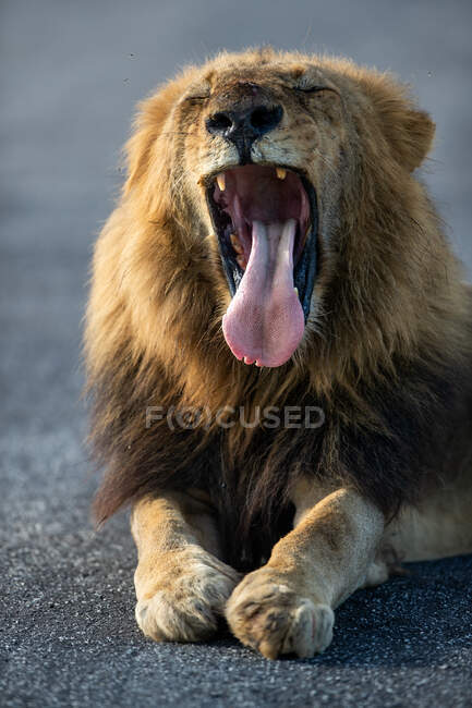 Лев - самець, Пантера лео, позіхає. — стокове фото