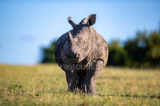 Un rinoceronte bianco, Ceratotherium simum, pascola su erba corta e alza lo sguardo — Foto stock