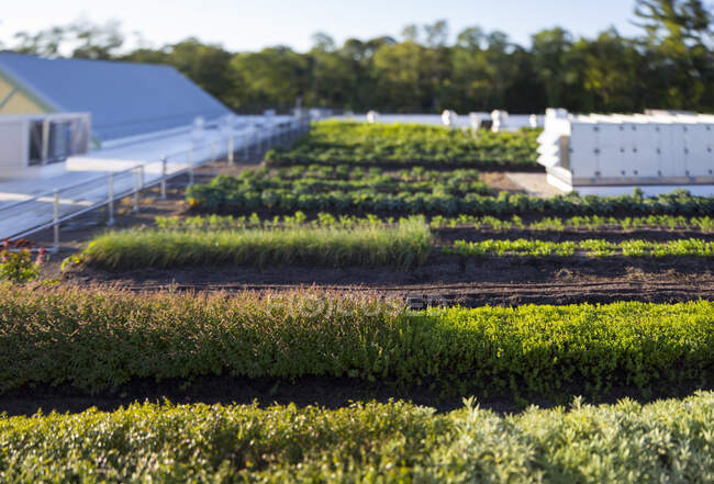 Овощи, растущие на органической ферме, возвышенный вид на коммерческий органический бизнес и здания. — стоковое фото