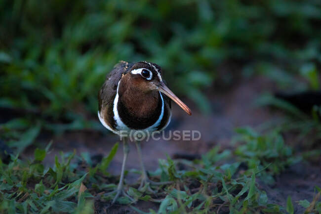 A greater painted snipe, Rostratula benghalensis, on the ground. — Fotografia de Stock