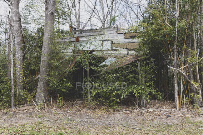 A rural homestead or small house abandoned and crumbling, overgrown with plants and shrubs. - foto de stock