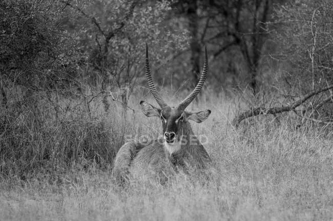 A waterbuck, Kobus ellipsiprymnus, sits in tall grass, direct gaze, in black and white — Photo de stock