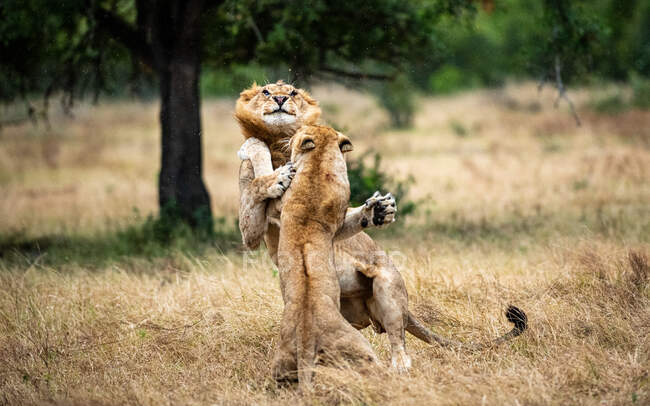 Два леви, Panthera leo, б'ються один з одним. — стокове фото
