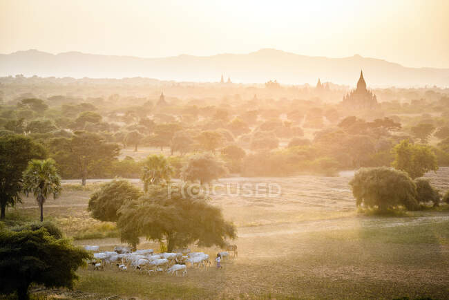 Tempelebene in Mandalay, aus dem Nebel auftauchende Stupas und Kirchtürme, eine Herde Kühe und Ziegen. — Stockfoto