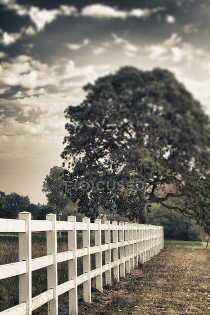 Country fence and oak tree. — Foto stock