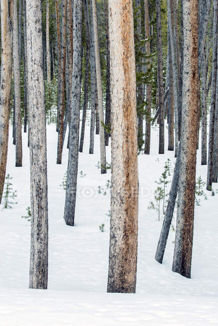 Lodgepole pine trees, tree trunks close together, snow on the ground. — Stock Photo