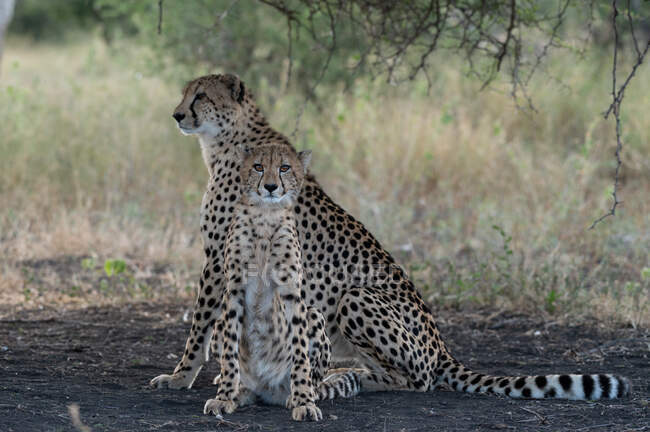 Ein Gepard und ein Junges, Acinonyx jubatus, sitzen zusammen unter einem Baum und wachen — Stockfoto