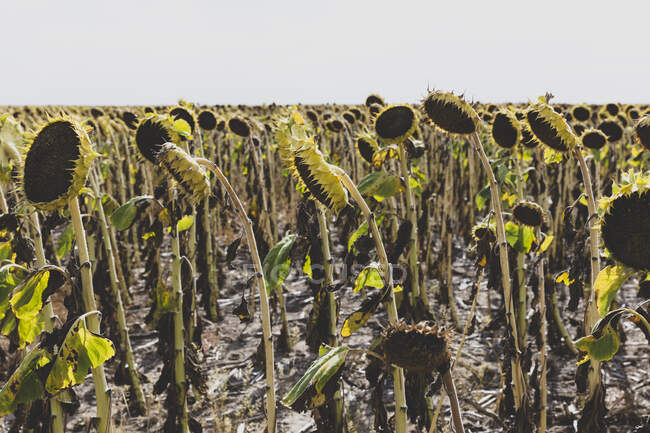 A field of sunflower plants, their heavy heads ripe with seed. - foto de stock