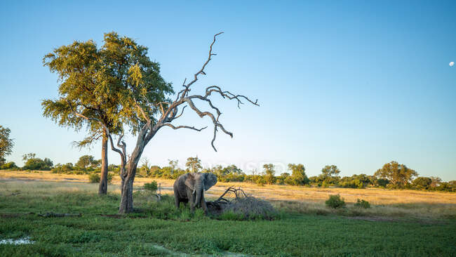 An African elephant, Loxodonta africana, stands on marshland under a dead tree - foto de stock