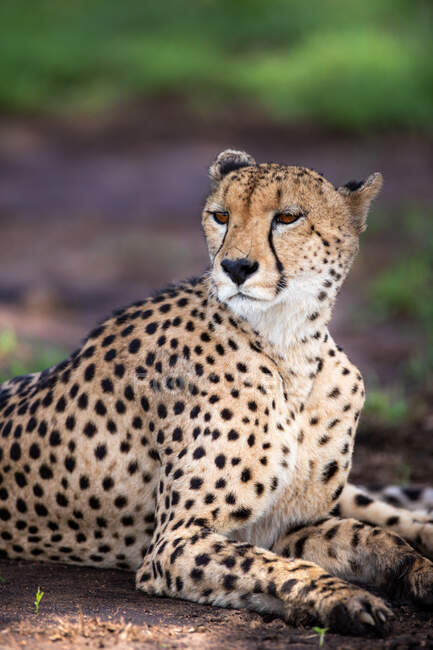A portrait of a male cheetah, Acinonyx jubatus, lying down — Photo de stock