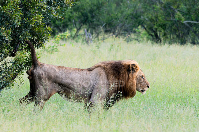 Ein männlicher Löwe, Panthera leo, riecht einen Strauch — Stockfoto