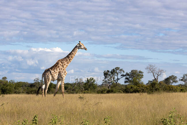 A giraffe, Giraffa camelopardalis giraffa, stands in open space. - foto de stock