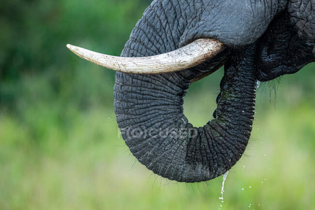 An African elephant's, Loxodonta africana, tusks and trunk - foto de stock