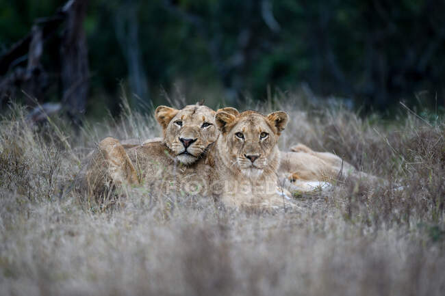 Two lions, Panthera leo, lie together in the grass alert and heads raised. — Foto stock