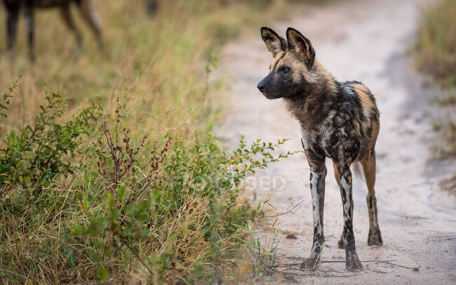 A wild dog, Lycaon pictus, stands on a dirt track, looking out of frame. — Stockfoto