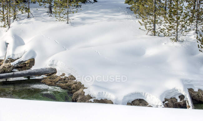 Snow in the Yellowstone national park, on the banks of the Obsidian Creek, animal tracks. — Stock Photo
