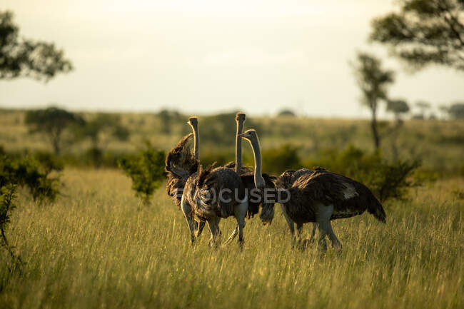 Три страуси, Struthio camelus, стоять разом у вечірньому світлі. — стокове фото