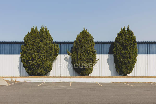 Three juniper trees by a building. - foto de stock