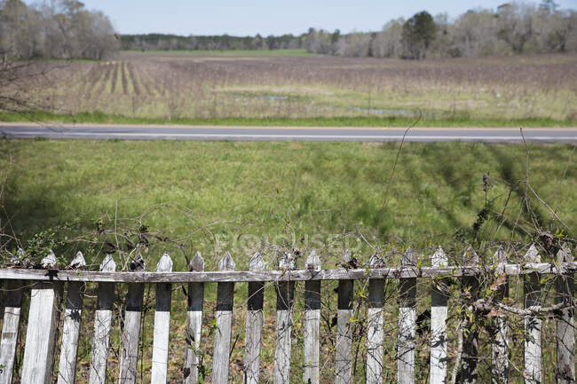Vine covered picket fence overlooking front yard and a rural  road. — Fotografia de Stock