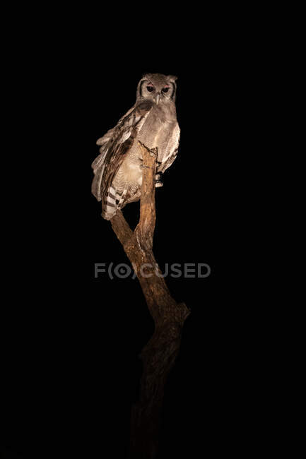 Орлиная сова Верео, Бубо Лактеус, сидит на мертвом дереве ночью, смотрит прямо — стоковое фото
