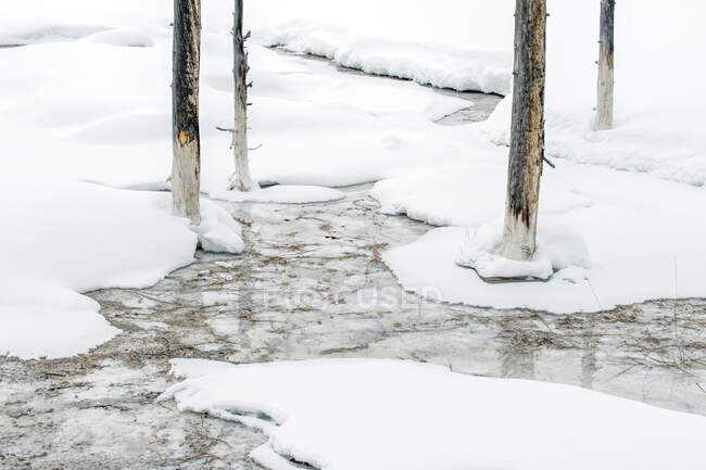 Ландшафт Йеллоустонского национального парка зимой, широкая река, сосновые леса и деревья во льду. — стоковое фото
