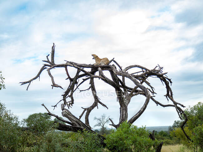 Un leopardo, Panthera pardus, sbadiglia e riposa su un ramo d'albero morto. — Foto stock