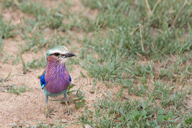 A lilac-breasted roller, Coracias caudatus, standing on the ground — Stockfoto