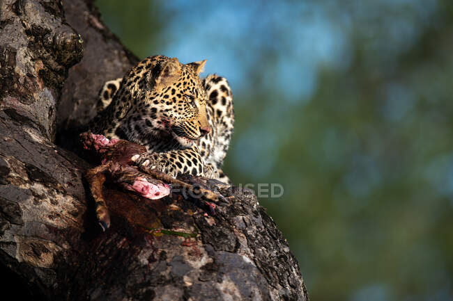 A leopard, Panthera pardus, sits in a tree with its kill and looks out of frame — Fotografia de Stock