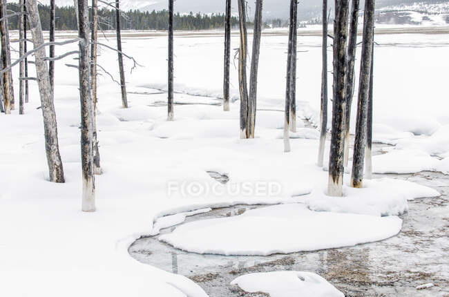 A paisagem do parque nacional de Yellowstone no inverno, um rio largo, florestas de pinheiros e árvores no gelo. — Fotografia de Stock