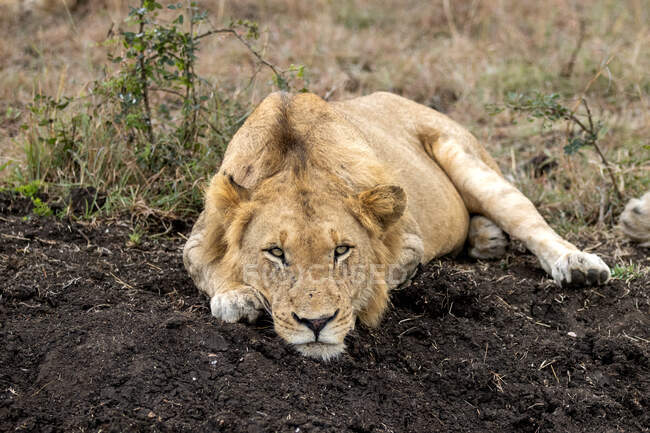 A young male lion, Panthera leo, lies in dark soil — Photo de stock