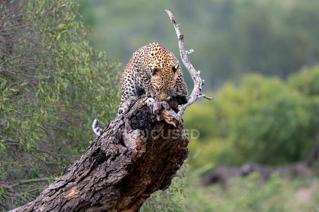 A leopard cub, Panthera pardus, stands on a fallen over tree — Stockfoto