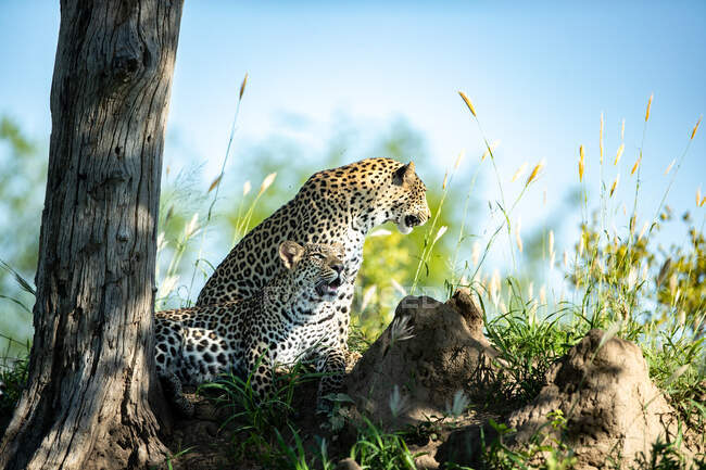 A mother and leopard cub, Panthera pardus, rest together in the shade of a tree - foto de stock