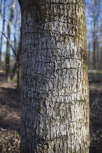 Filas de agujeros de pájaros carpinteros en la corteza de un árbol. - foto de stock