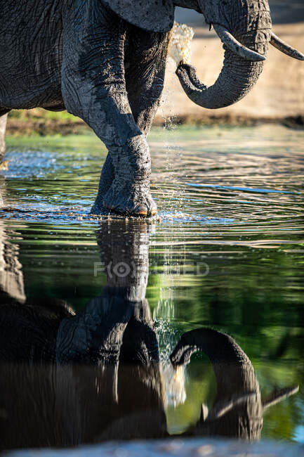 Un elefante, Loxodonta africana, cammina attraverso l'acqua, riflesso in acqua — Foto stock