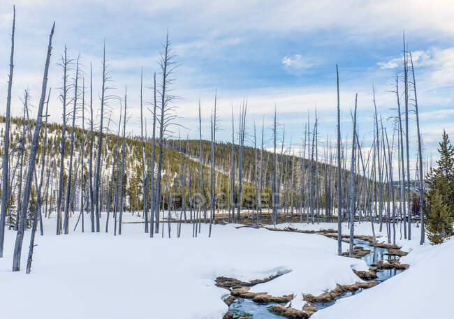 Dead trees and snow at Obsidian Creek, forests of pine trees. — Foto stock