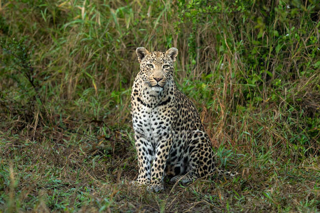 Eine Leopardin, Panthera pardus, sitzt im Gras, direkter Blick — Stockfoto