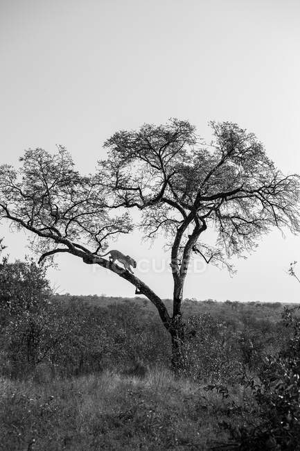 Un leopardo, Panthera pardus, discende da un albero, bianco e nero — Foto stock