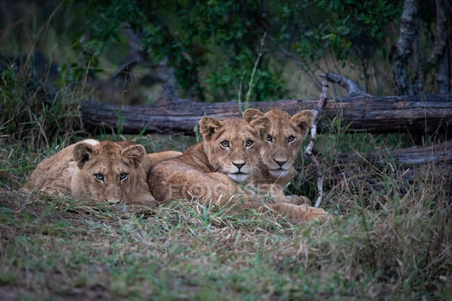 Tre cuccioli di leone, Panthera leo, sdraiati insieme nell'erba, sguardo diretto — Foto stock