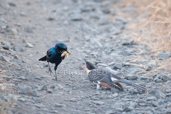 A Burchells starling, Lamprotornis australis, feeds a Great spotted cuckoo chick, Clamator glandarius , an insect — Stock Photo