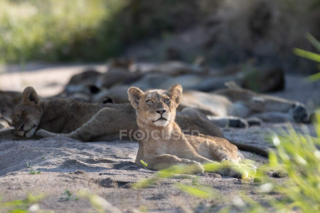 Um leão jovem, Panthera leo, deita-se na areia do rio e olha para cima — Fotografia de Stock