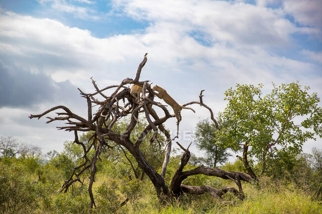 Zwei Leoparden, Panthera pardus, klettern auf einen toten Baum — Stockfoto