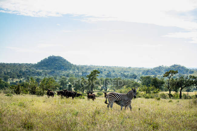 A female zebra and her baby nursing, Equus quagga, with Wildebest, Connochaetes , in the backround. — Stock Photo